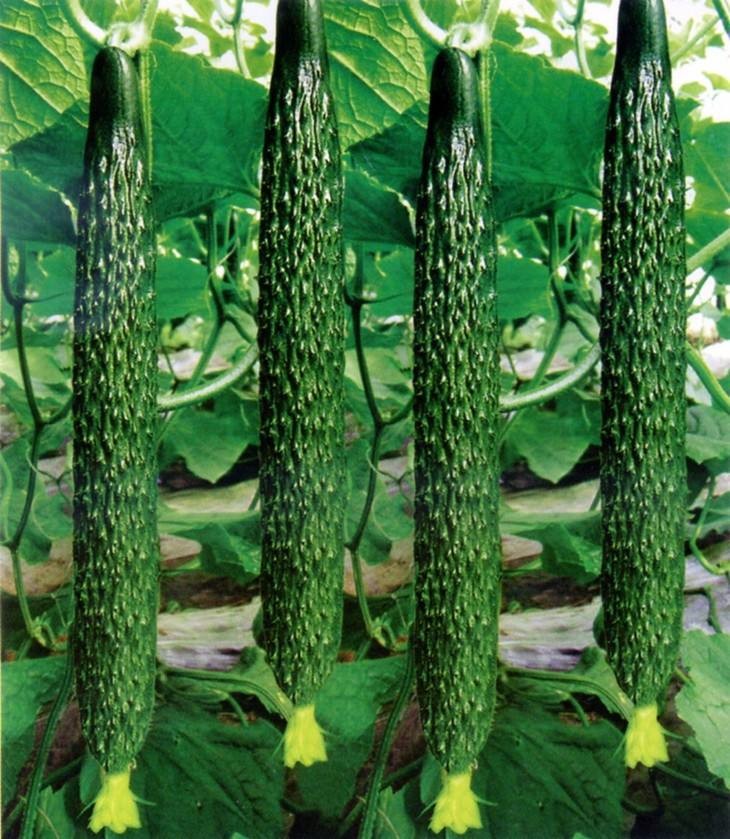 温室大棚冬季黄瓜结瓜期茎叶不正常的原因